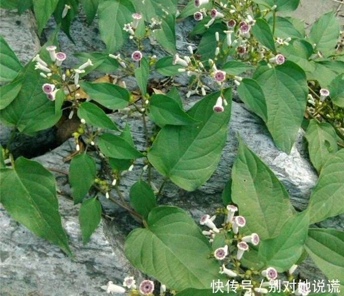 攀援|农村生长的这种攀援植物,叶子味道独特,却有除湿消肿的功效