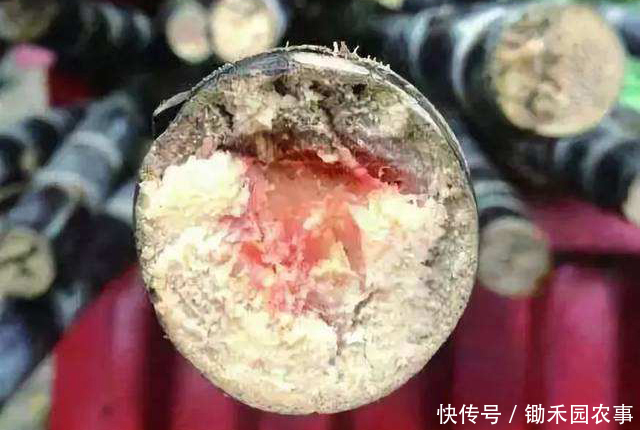 食物中毒|食物中毒离我们并不遥远,除了酸汤子,这7种食品也能变“杀手”