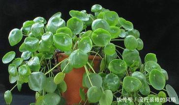 夏天|夏天就养4种花,越热越浇水,盛开时繁花似锦,花色美轮美奂