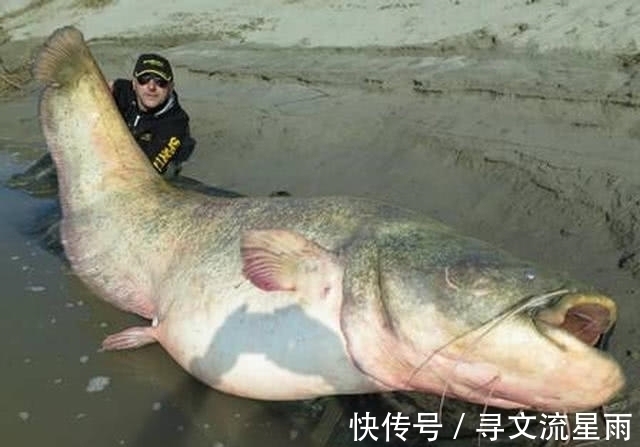 外国男子在河边钓鱼,竟被鱼竿直接拽进了河里,抱上来一瞧发财喽