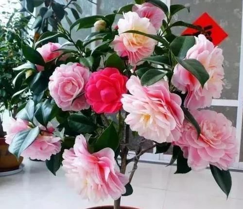 花期|4种花漂亮又好养,花期长达200天,花朵烂漫迷人,美爆了