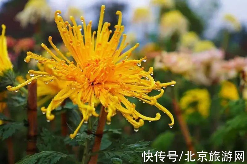 40余万株秋花绽放！海淀这里花坛、花境、花艺、花海，惊艳绚丽