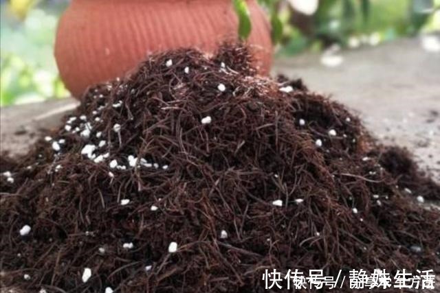 羊粪|君子兰叶子长得好看,花盆里加2种“材料”,肥力充足!