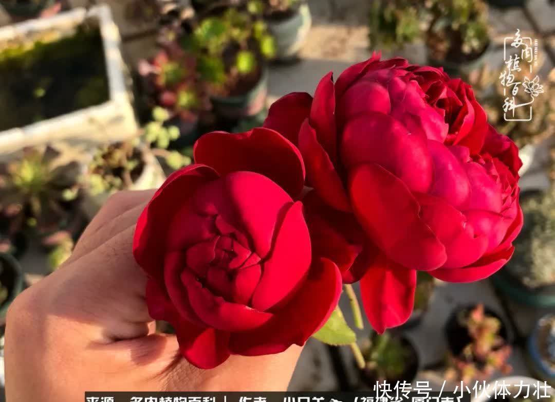 多肉,似星辰大海般的璀璨!