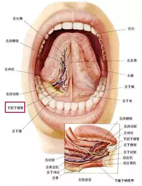 颌下腺|奇！桐乡小伙一吃饭就下巴疼！一查竟然是......