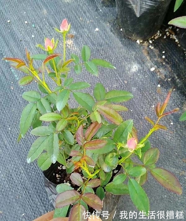 新买的月季小苗,4个关键处理好,根壮苗旺,卯足劲开花