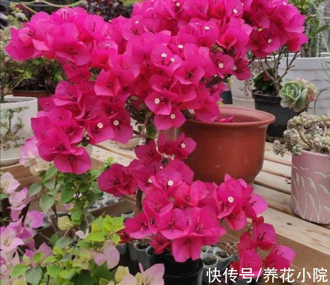 凉爽|9月天气凉爽，3种花再修剪一次，会开花更多