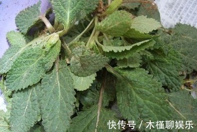 三农|农村一种野草,外形像蛤蟆皮,长到田地里是麻烦,却值15元一斤