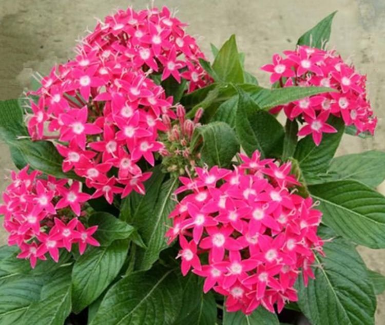 4种漂亮花,好养易活能爆盆,比玫瑰好看,比绿萝好养