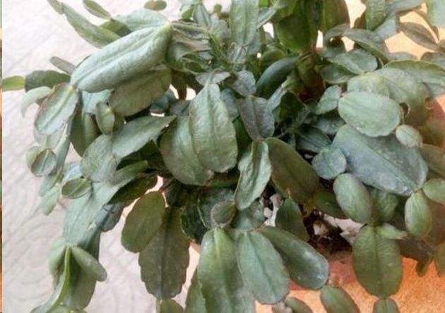 蟹爪兰叶子发蔫那不是缺水,而是根烂了!