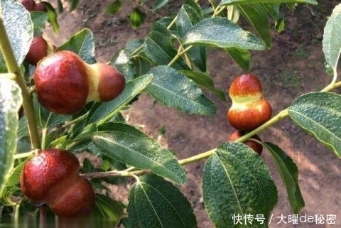 红润|对女人最好的零食,每天食几颗,养颜美容,抗衰老,气色更红润!