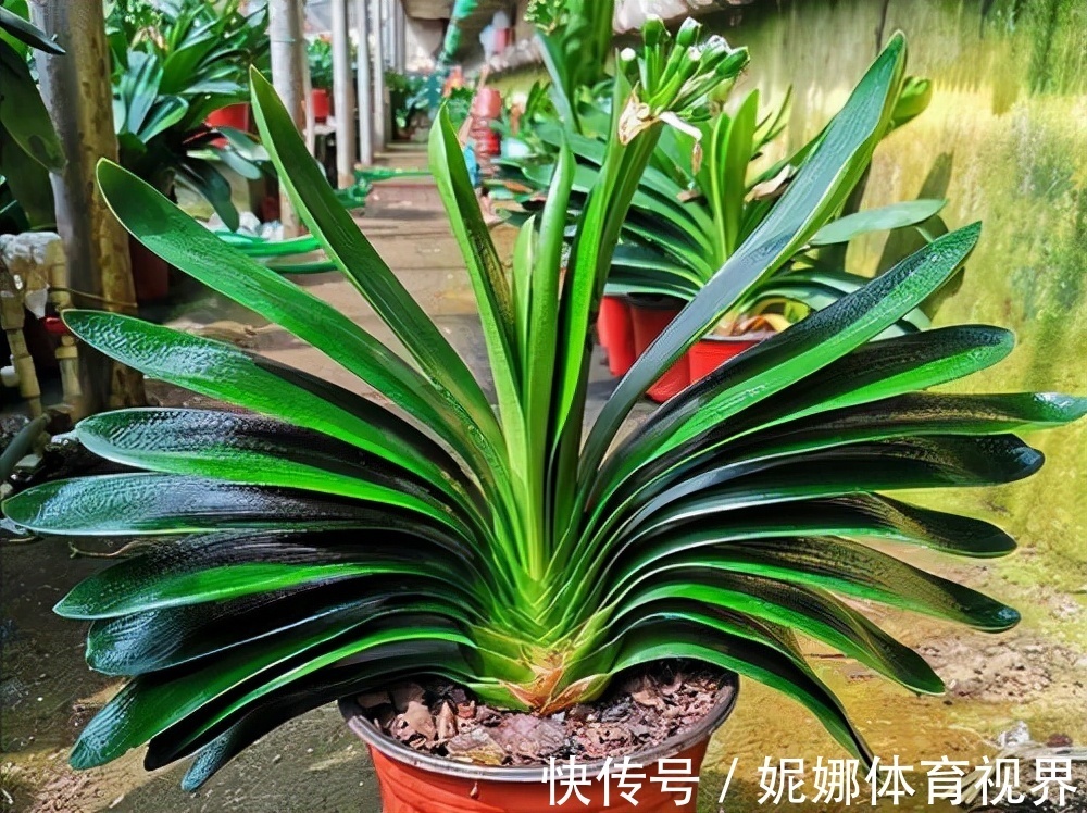 李大姐养君子兰，年年开大花，有吉祥好兆头，原来是她做对5件事