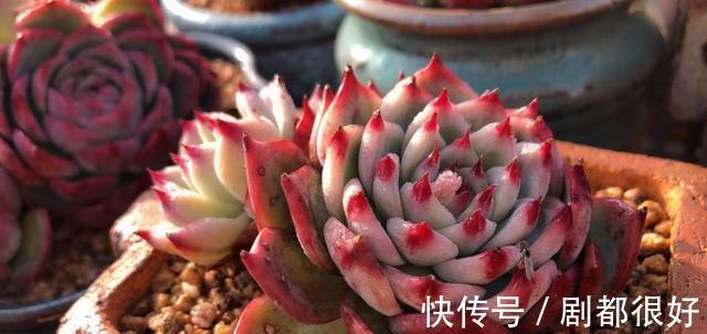 浇水|秋季养多肉，学会三个关键点，上色快，变成大肥肉
