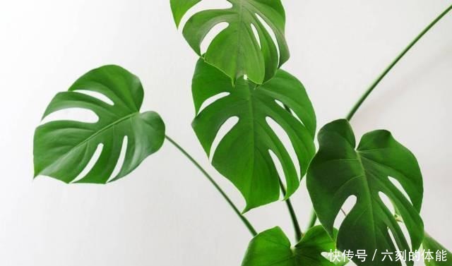 适合客厅养的三种花,寿命长寓意好,养护很简单!