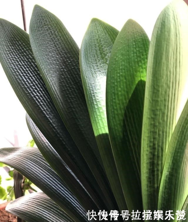 养护|想要君子兰长得好长得快,这4点一定要做足“功课”,不然长不好!