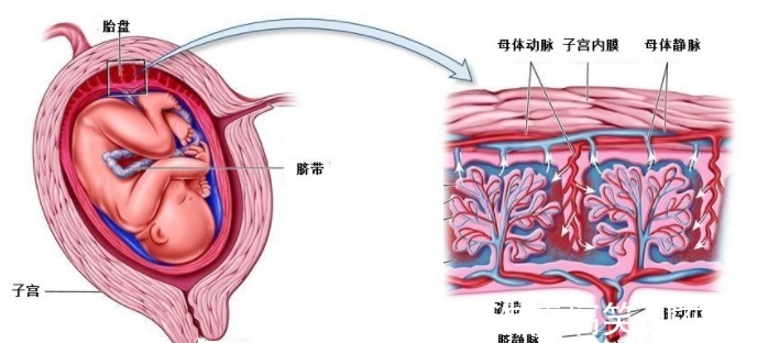 肺泡|未出生的宝宝，泡在妈妈的子宫羊水里，为什么不会淹死？