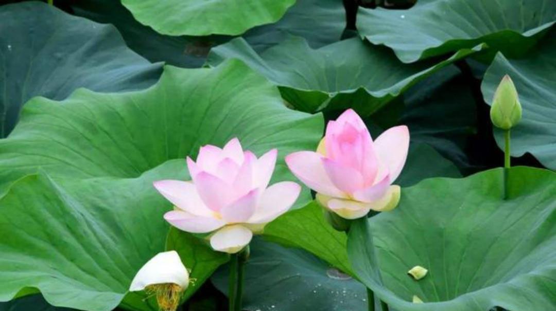 首相|晏几道失恋后写下的这首相思词,无一字不伤感,无一字不忧愁!