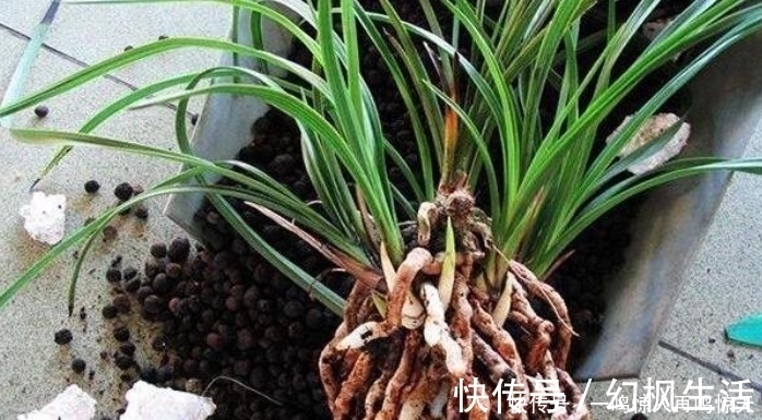 养兰花要会“看根”,看懂4个求救“信号”,长势旺,开花勤!