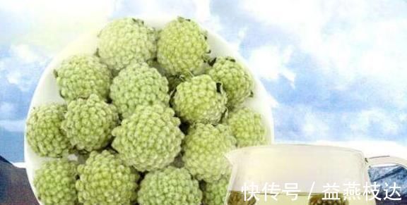 西藏|天然“胰岛素”终于被发现了，闲时用它泡水喝，或许会稳定血糖