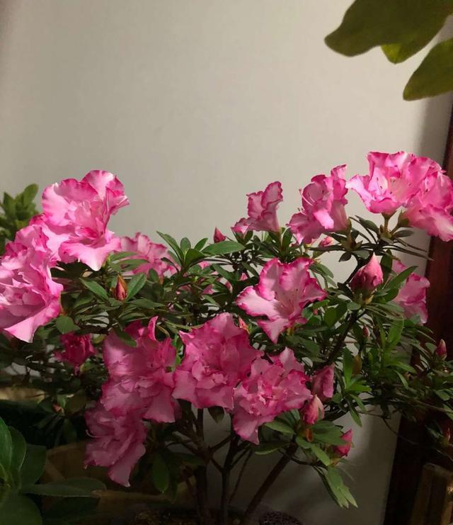 杜鹃花这么养,造型美,开花多,长势旺!