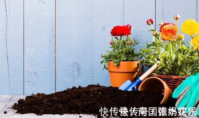 旧土|养花换下来的旧土别扔,加4种东西,比新土还好用