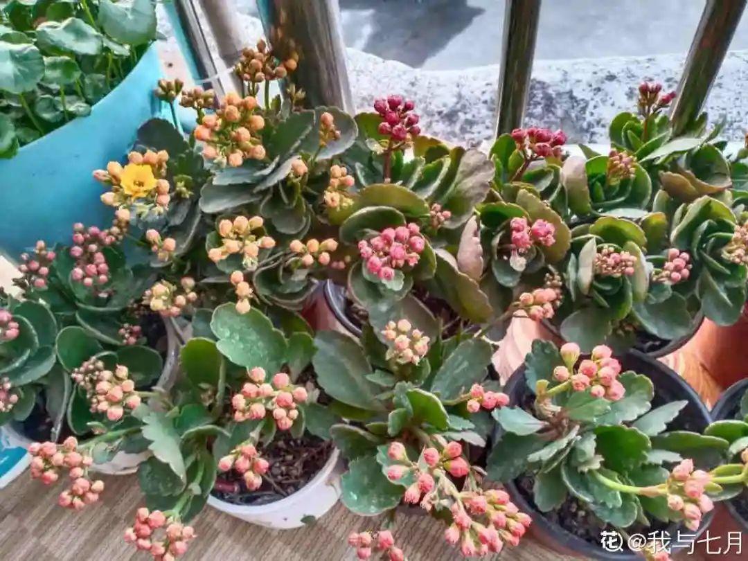 嫩苗|7种花养老桩不好,多扦插、养嫩苗,才能年年开花