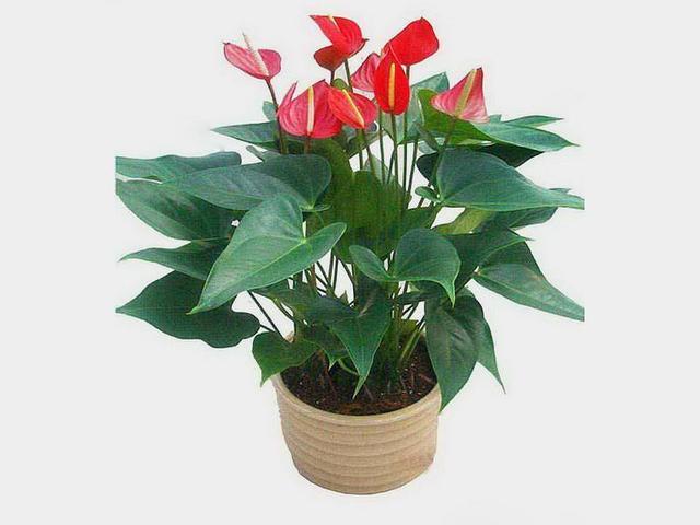 养花得用营养土！几种东西“混起来”，简单实用，养啥都旺！