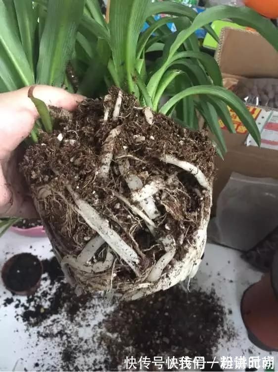 盆边|3种药片养花有“奇效”,浇水溶1片,叶绿根壮,比花肥厉害