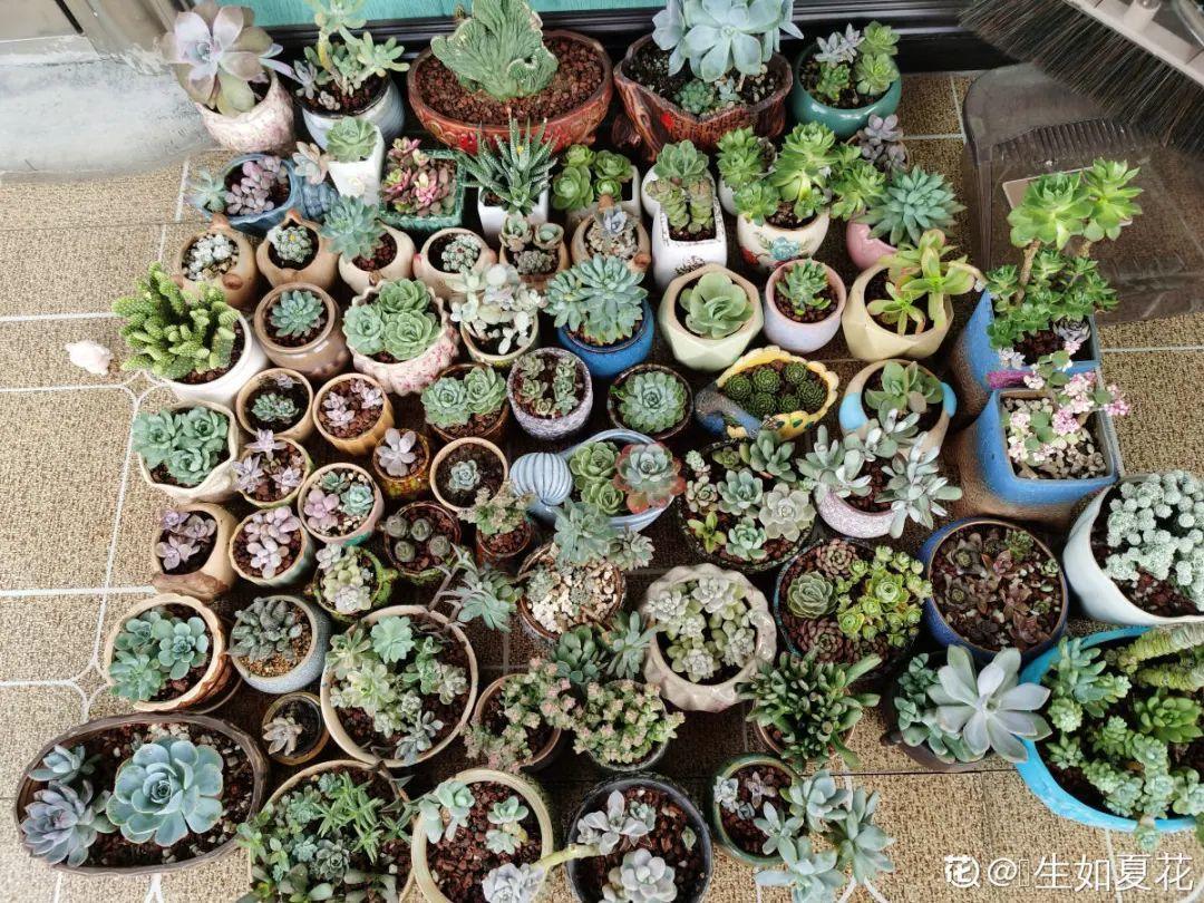 浇水|10种花要控水,天热反而不能浇,一浇水就死