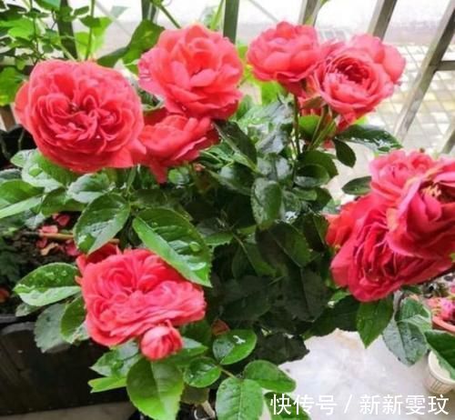 月季花|4种花特别适合阳台养,简单好养、懒人新手都能养好,美成花海!