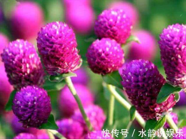 娇艳|家养一盆“千日红”,花朵娇艳,耐旱又耐热,花期长,开100天