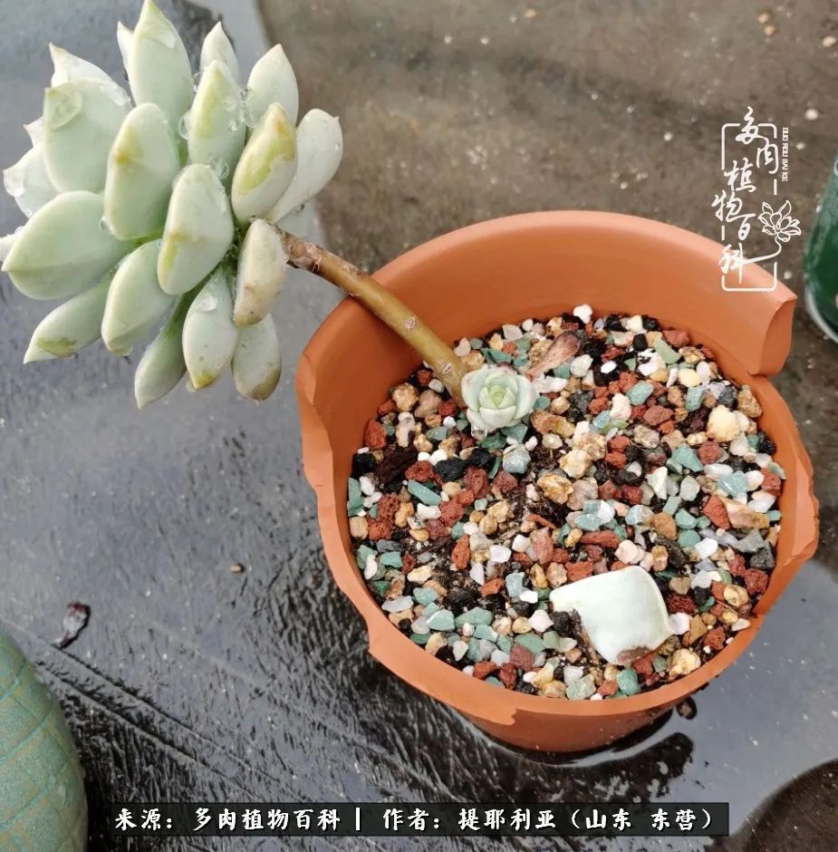 多肉植物|人如多肉,经阳光雨露历练后,亦会越挫越勇!