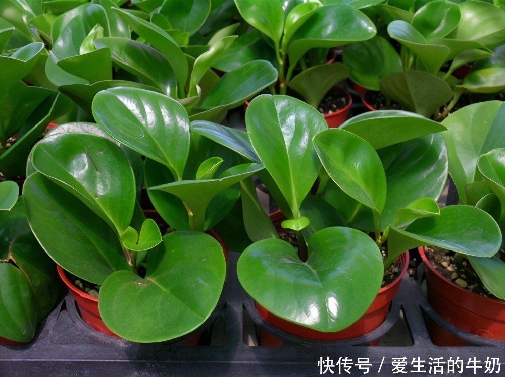 别信卧室养绿植除甲醛,还有这些花一定不要养,否则只有后悔