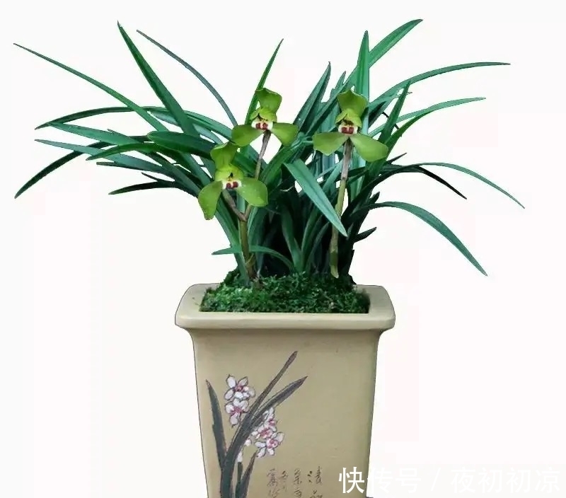 王姐|养兰花究竟有多难?听了王姐一番话才知道,原来的养护方法都错了