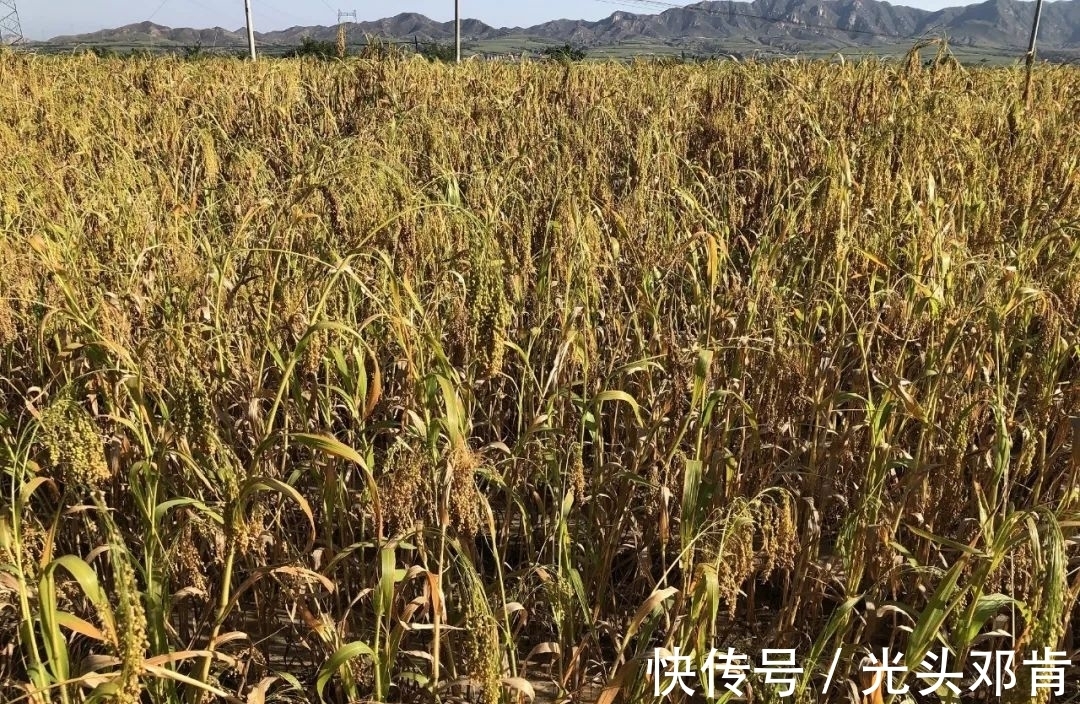 写生!著名画家王克举秋日大同浑源写生,描绘“心中的风景”