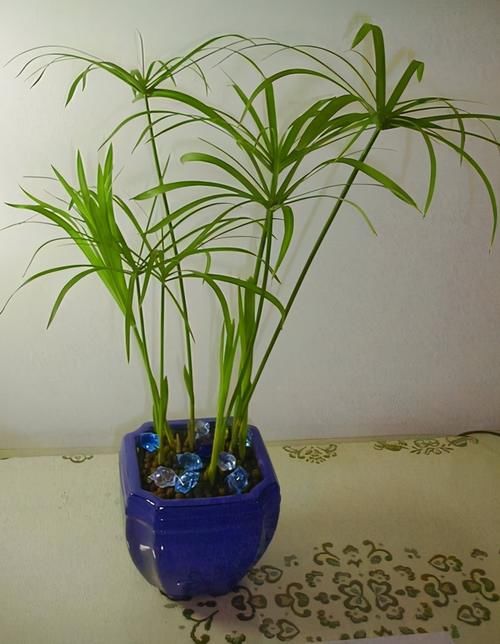 美观|莎草,株型美观,盆栽要注意什么呢?