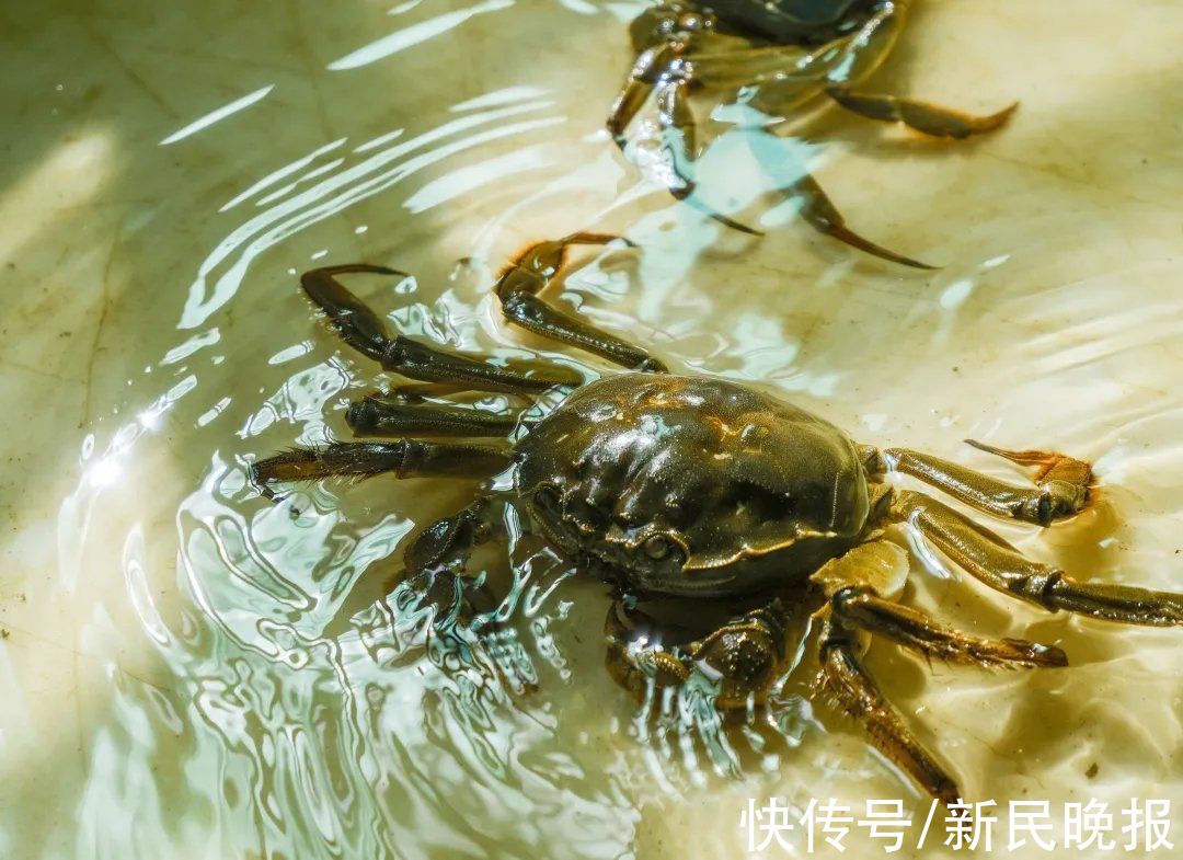 食客|再访阳澄湖