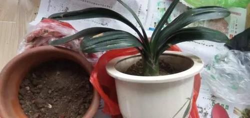 事项|君子兰换盆之后有几个注意事项,做好就省下了“缓苗”