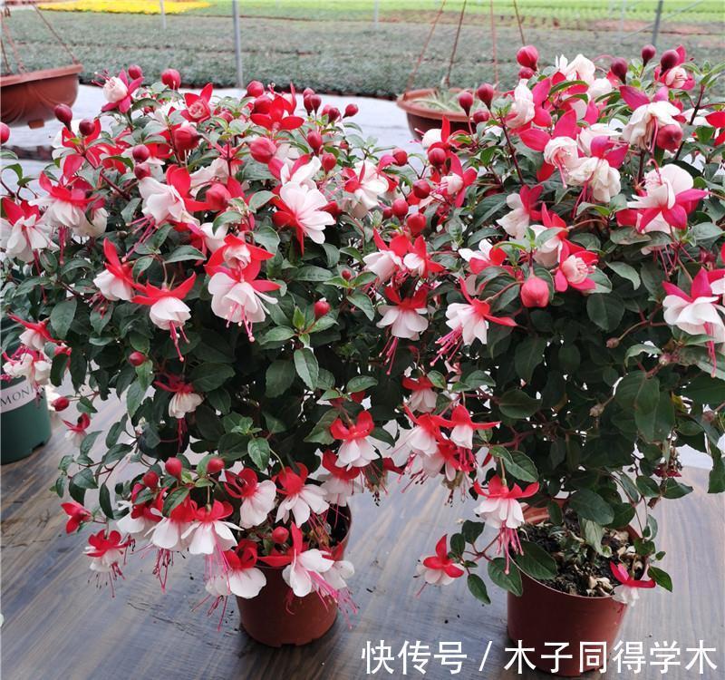 黄叶|栀子花三角梅,十有八九养不好?3个技巧,养成“花大树”