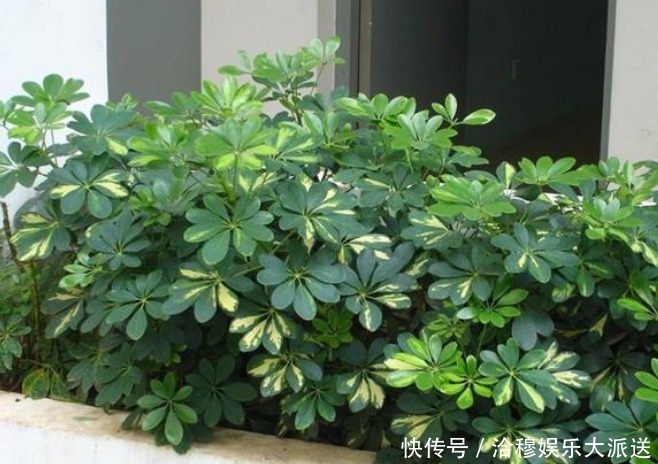 放在客厅比较有档次的几种花,一旦事业顺利,会越来越发!