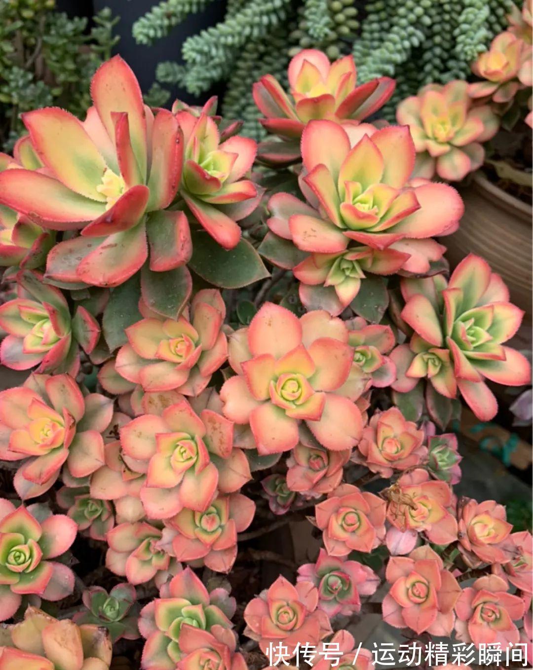 十几年的多肉“妖精”,自然老桩头,造型太美