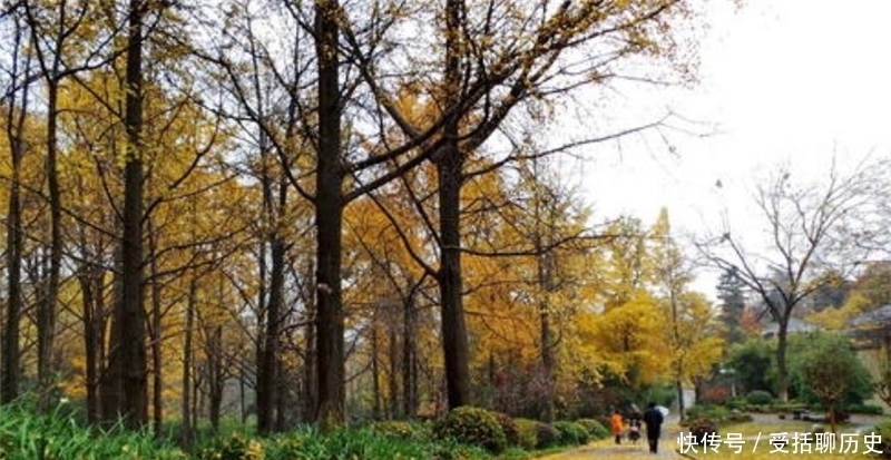 它是南京著名景点，拥有主城最大银杏林，秋天景色绝美，还免门票