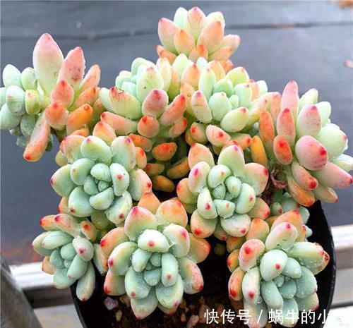 要点|家里养多肉劳尔,了解掌握3个要点,上色美长满盆,变成香香老桩