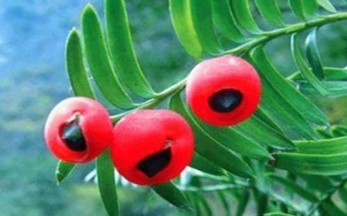 红豆杉|每天晚上多吃3种食物,营养丰富、滋润肌肤,早吃早健康!