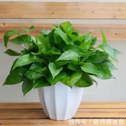 管理|这些植物放在洗手间，不用管理都能长得很好，还祛除异味