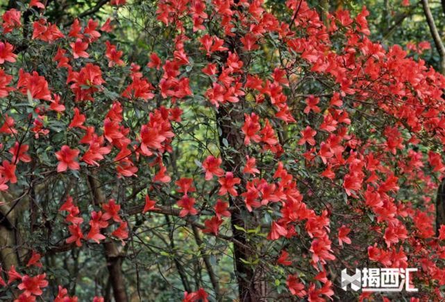 龙山杜鹃怒放，赏花正当时，点缀揭西的绿水青山