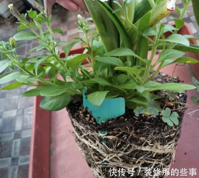 2种花翻盆,不能浇“定根水”,浇了没作用,还容易烂根