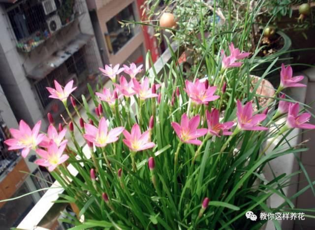 这种球乱养都能活,丢盆里1个月开花,开花太惊艳