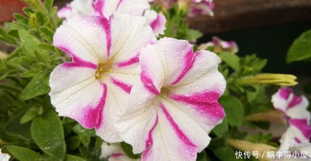 超简单的矮牵牛花暴盆方法,新手也能轻松暴盆