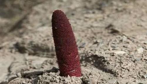 这东西,野生可遇不可求,极为珍贵,见到别起私心